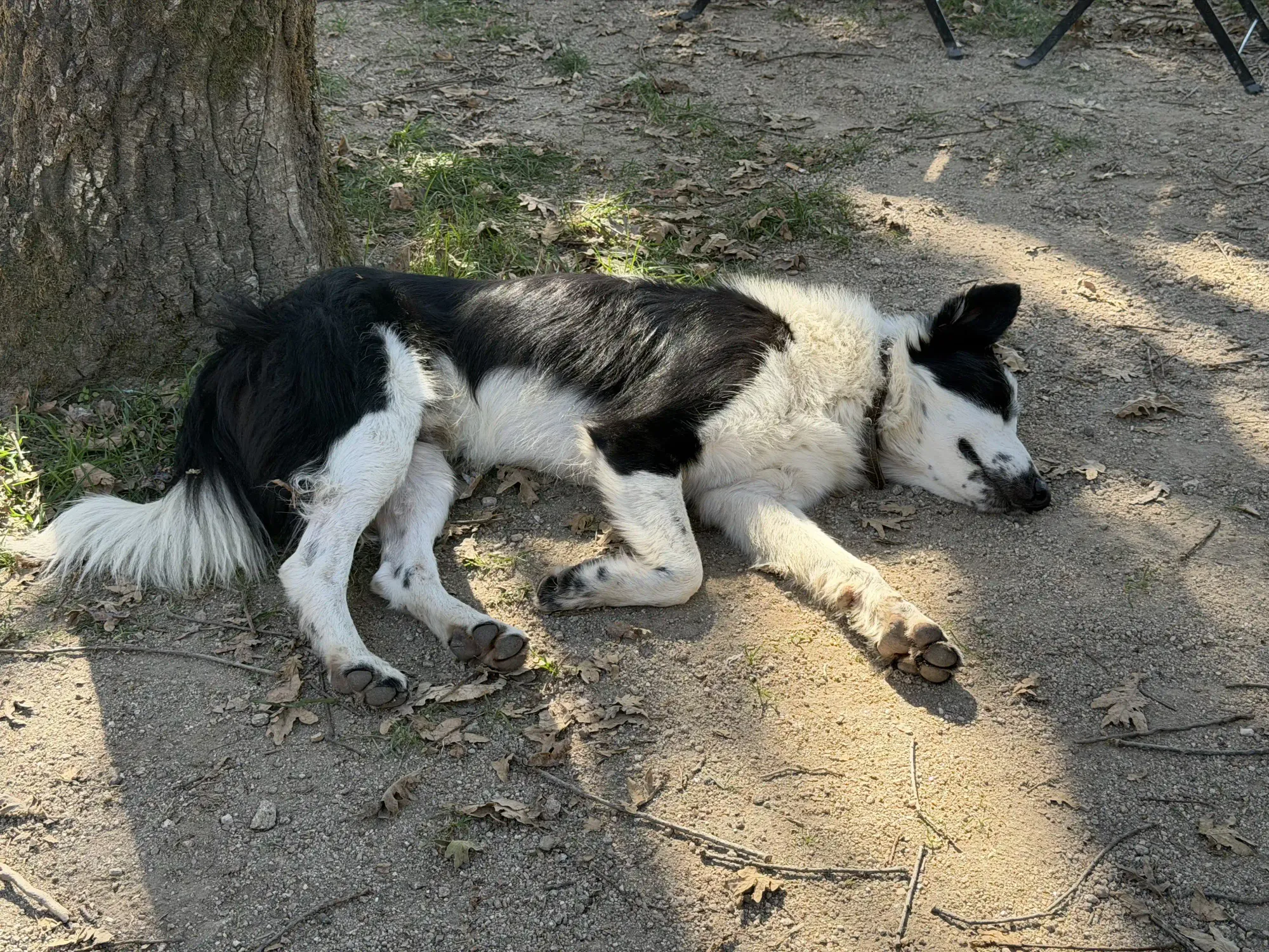A black and white dog sleeps on the ground outside.